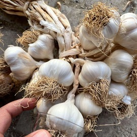 Taşköprü Sarımsağı Iri Boy 