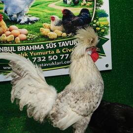 Coco Fizan Kuluçkalik Yumurta