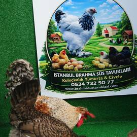 Cream Legbar Kuluçkalik Yumurta