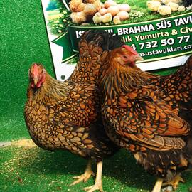 Gsg Wyandotte Kuluçkalik Yumurta