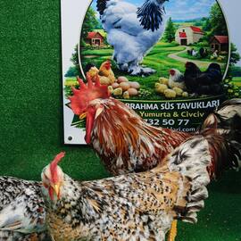 Porselen Ligorin Kuluçkalik Yumurta