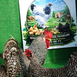 Coco Ligorin Kuluçkalik Yumurta