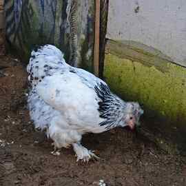 Park Brahma Kuluçkalik Yumurta