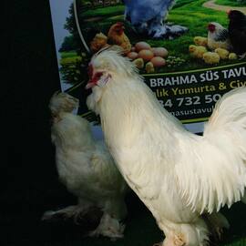 Osmanlı Sultan Kuluçkalık Yumurta