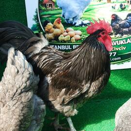 Blue Australop Kuluçkalik Yumurta