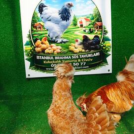 Portakal Fizan Kuluçkalik Yumurta