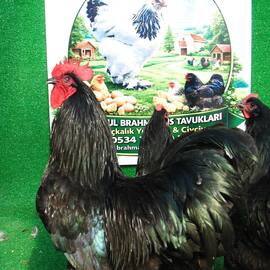 Black Australop Kuluçkalık Yumurta