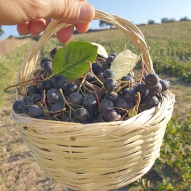 Taze Aronya Meyvesi 2 Kg. Pestisit Raporludur