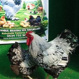 Silver Wyandotte Kuluçkalik Yumurta