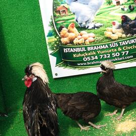 Rahibe Fizan Kuluçkalik Yumurta