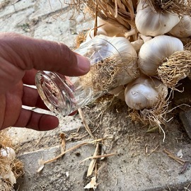 Taşköprü Sarımsağı Duble Boy 