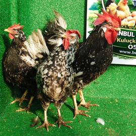 Black Modled Ligorin Kuluçkalık Yumurta