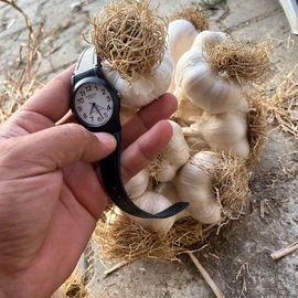 Taşköprü Sarımsağı Orta Boy