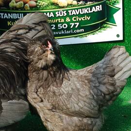 Blue Americuana Kuluçkalık Yumurta