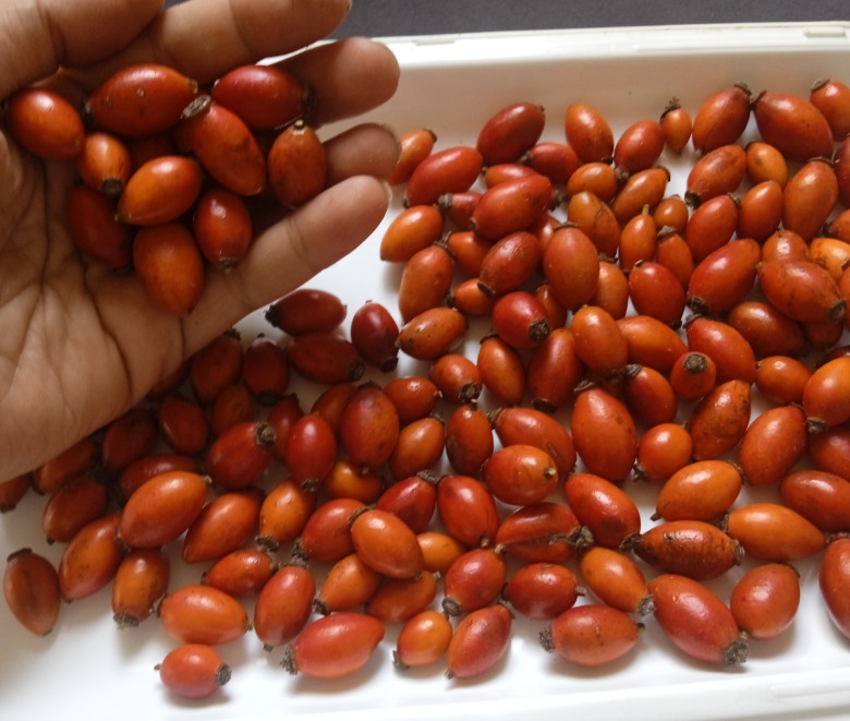 Organik Doğal Kuşburnu 