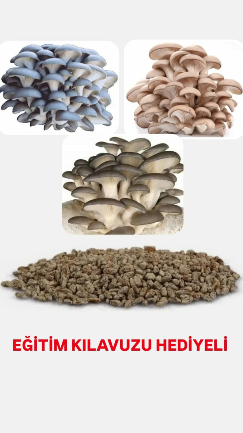 10 Gr İstiridye Kavak Kayın Yaprak Mantarı Tohumu