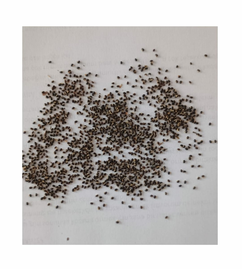 Sarı Hardal Tohumu 35Kg 