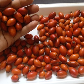 Organik Doğal Kuşburnu 