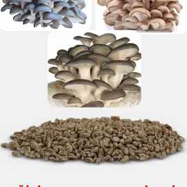10 Gr İstiridye Kavak Kayın Yaprak Mantarı Tohumu