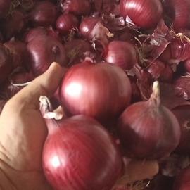 Tatlı Mor Soğan 
