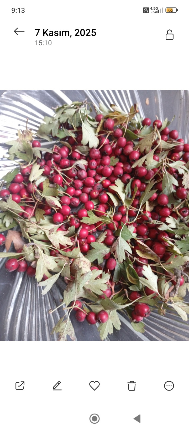 Kırmızı Alıç (Yabani)