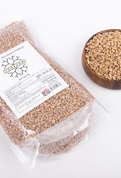 Karakılçık Buğday 5 Kg (Tohumluk)