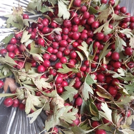 Kırmızı Alıç (Yabani)