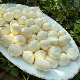 Misket Peyniri (Geleneksel Hatay Usulü)