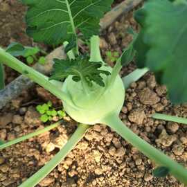 Organik Beyaz Alabaş