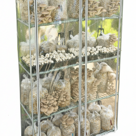 Mantar Yetiştirme Çadırı