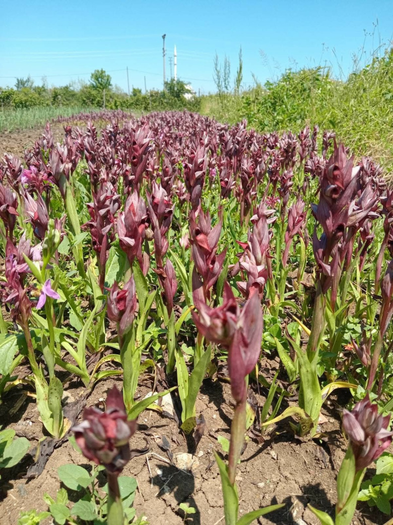 Salep Fidesi (100 Adet - Serapias) 