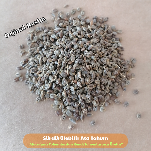 Maydonoz Tohumu