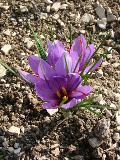 Gerçek Safran Soğanı Crocus Sativus 100 Adet 