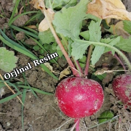 Fındık Turp Tohumu