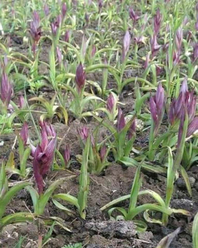 Salep Fidesi (100 Adet - Serapias)