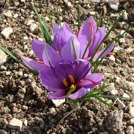 Aroma şifa bitkileri