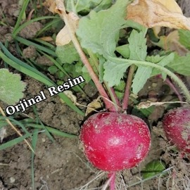 Fındık Turp Tohumu