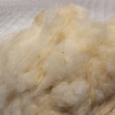 Yıkanmamış Koyun Yünü