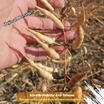 Kırmızı Turp Tohumu - 3