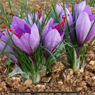 Safran Soğanı (50 Adet)