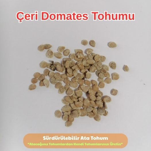 Çeri Domates Tohumu