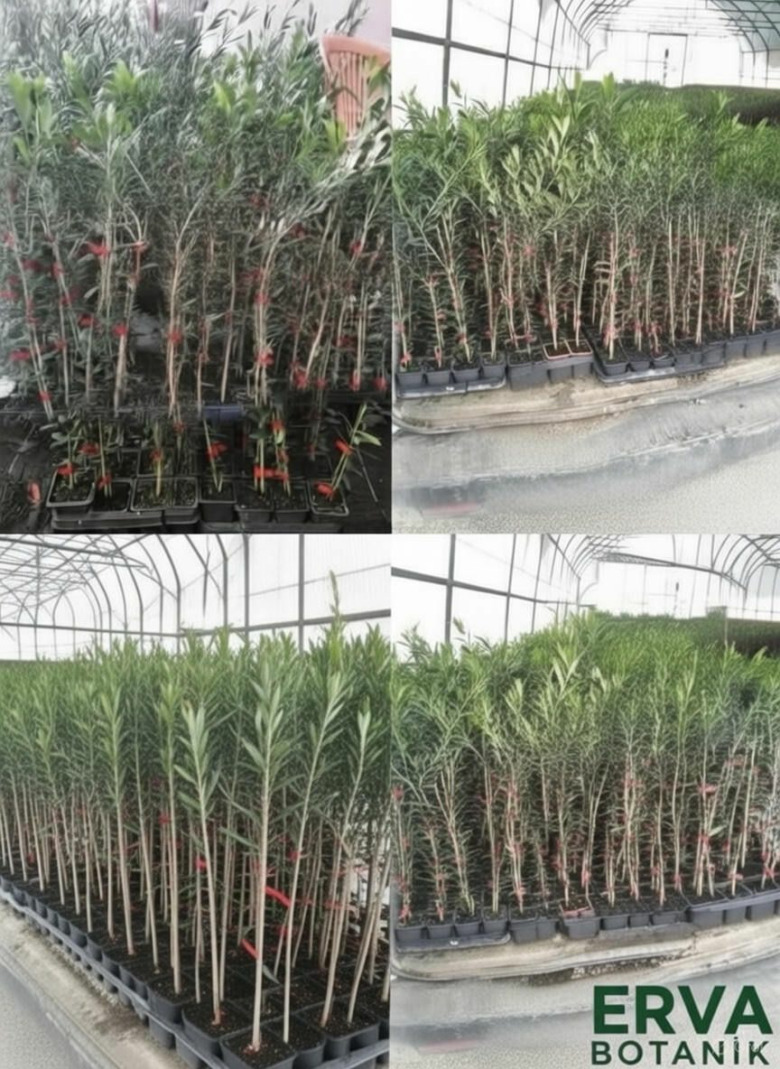 Arbequina Zeytin Fidanı  Arbequina Zeytin Fidanı Sertifikalı