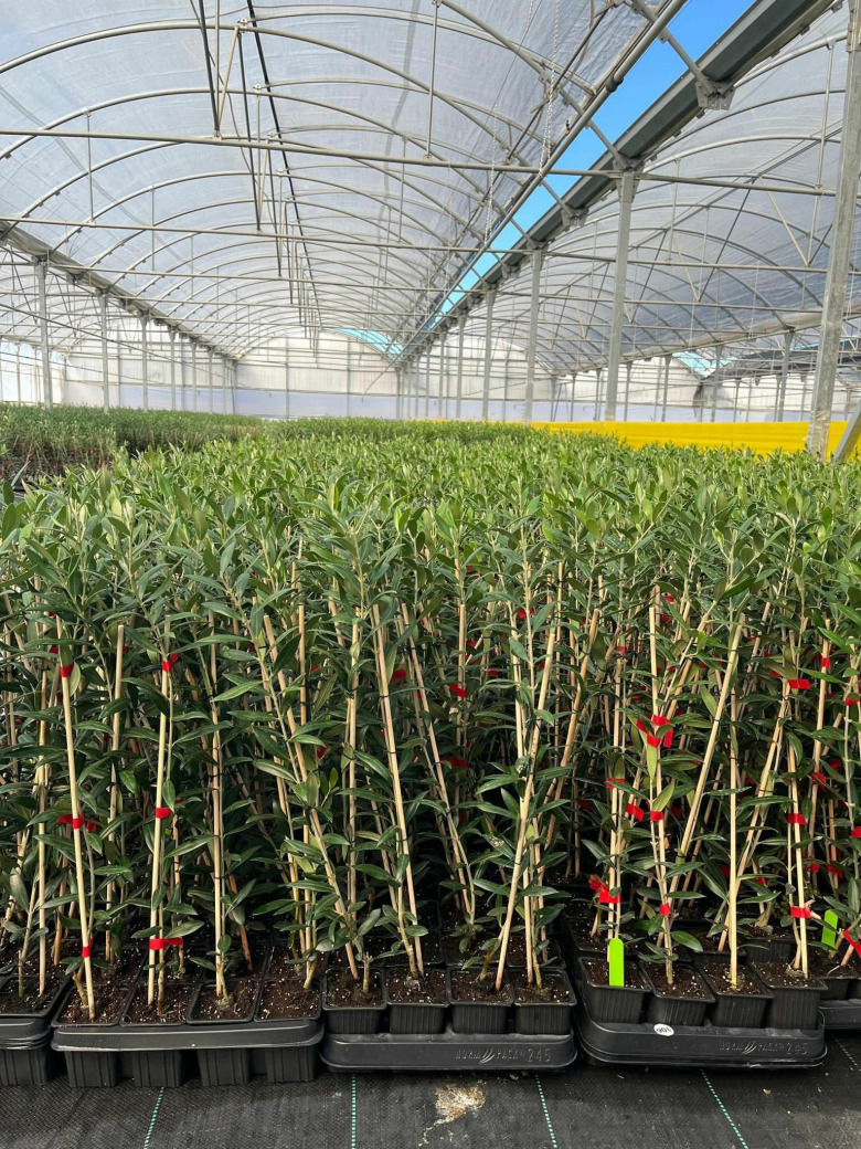 Arbequina Zeytin Fidanı - Agrolidya.com: Aşılı, Sertifikalı ...