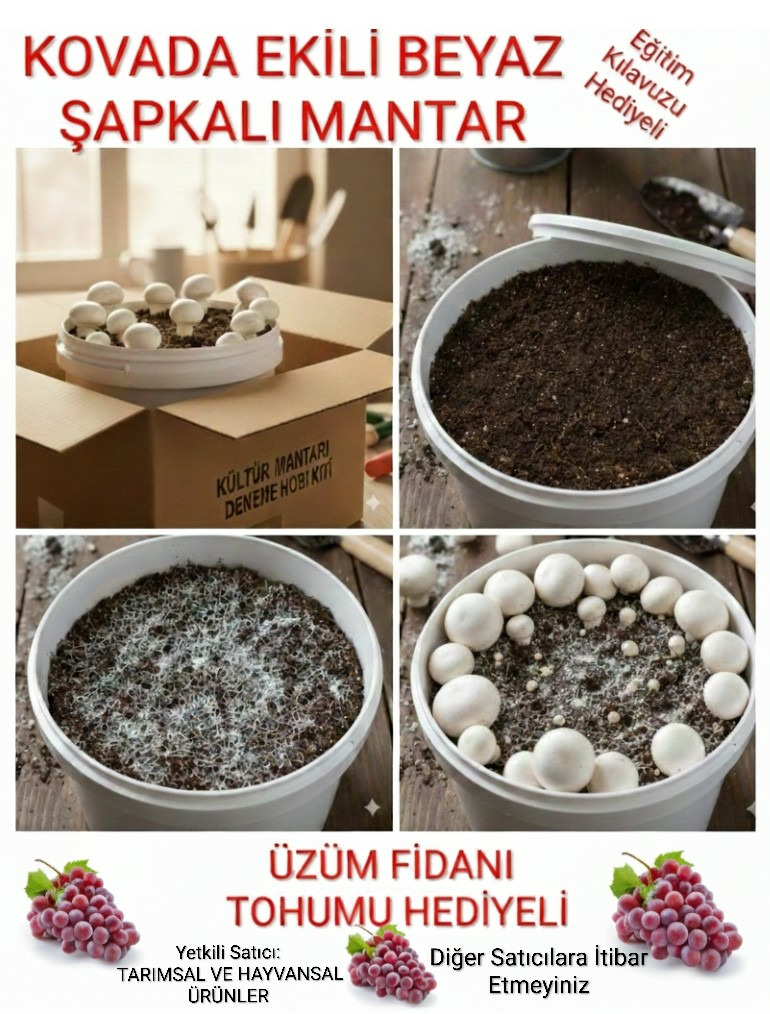 Kovada Ekili Kültür Mantarı