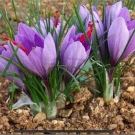 Safran Soğanı (50 Adet)