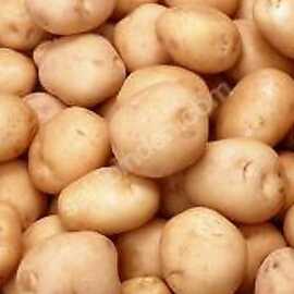 Organik Mini Baby Patates