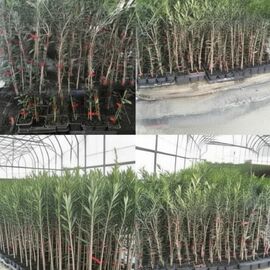 Arbequina Zeytin Fidanı  Arbequina Zeytin Fidanı Sertifikalı