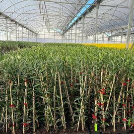 Arbequina Zeytin Fidanı - Agrolidya.com: Aşılı, Sertifikalı ...