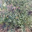Arbequina Zeytin Fidanı - Agrolidya.com: Aşılı, Sertifikalı ... - 3