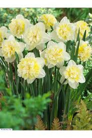 Mis Kokulu Karaburun Nergiz (Nergis) Soğanı 20 Adet